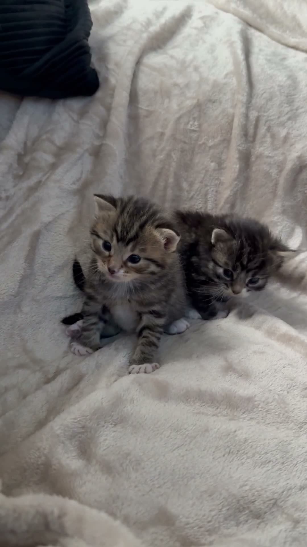 Mixed Breed cats for sale: ✨🐾 GORGEOUS KITTENS LOOKING FOR A FOREVER HOME - Video 1
