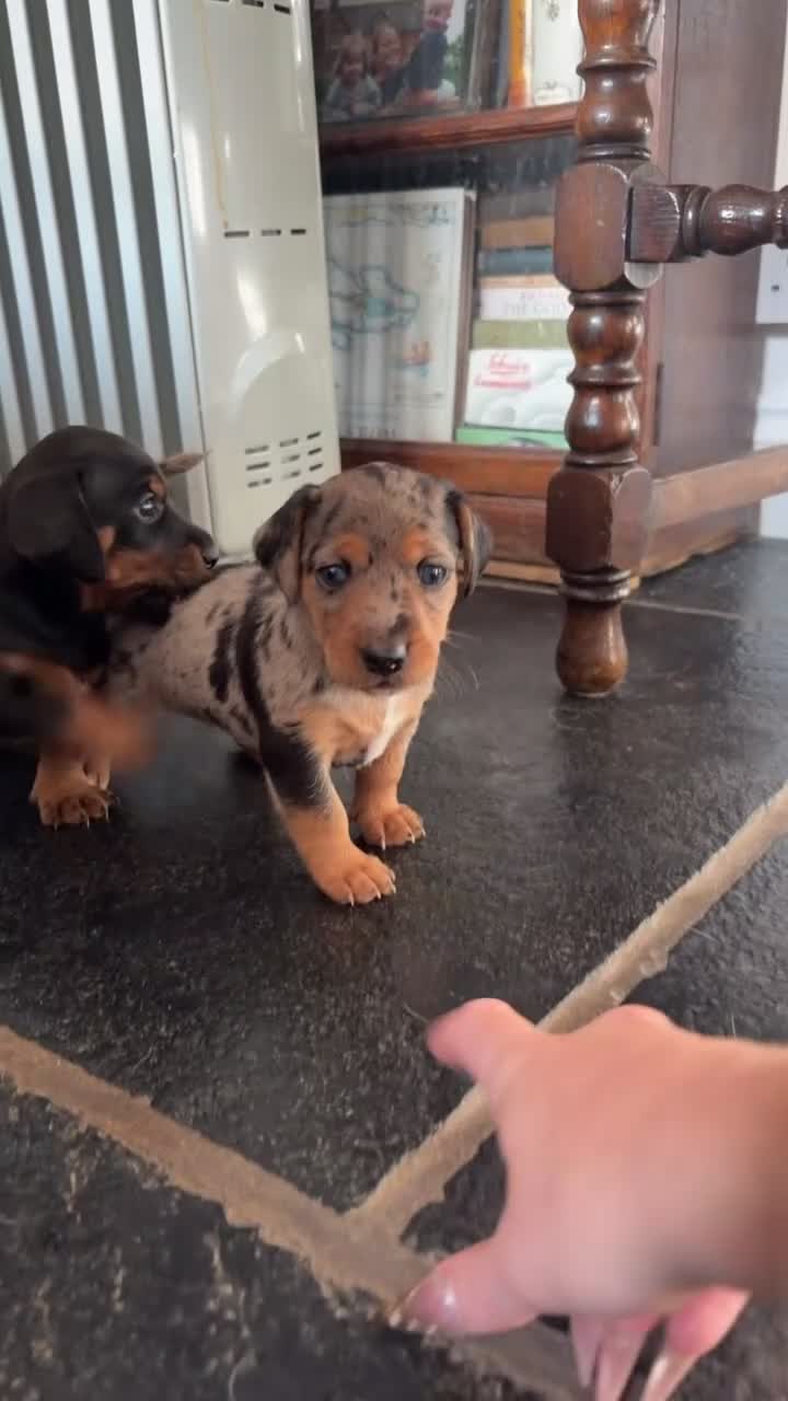 Jackshund dogs for sale: Beautiful Jackshund Puppies 2 Boys & 2 Girls 🐶❤️ in Southam - Video 1