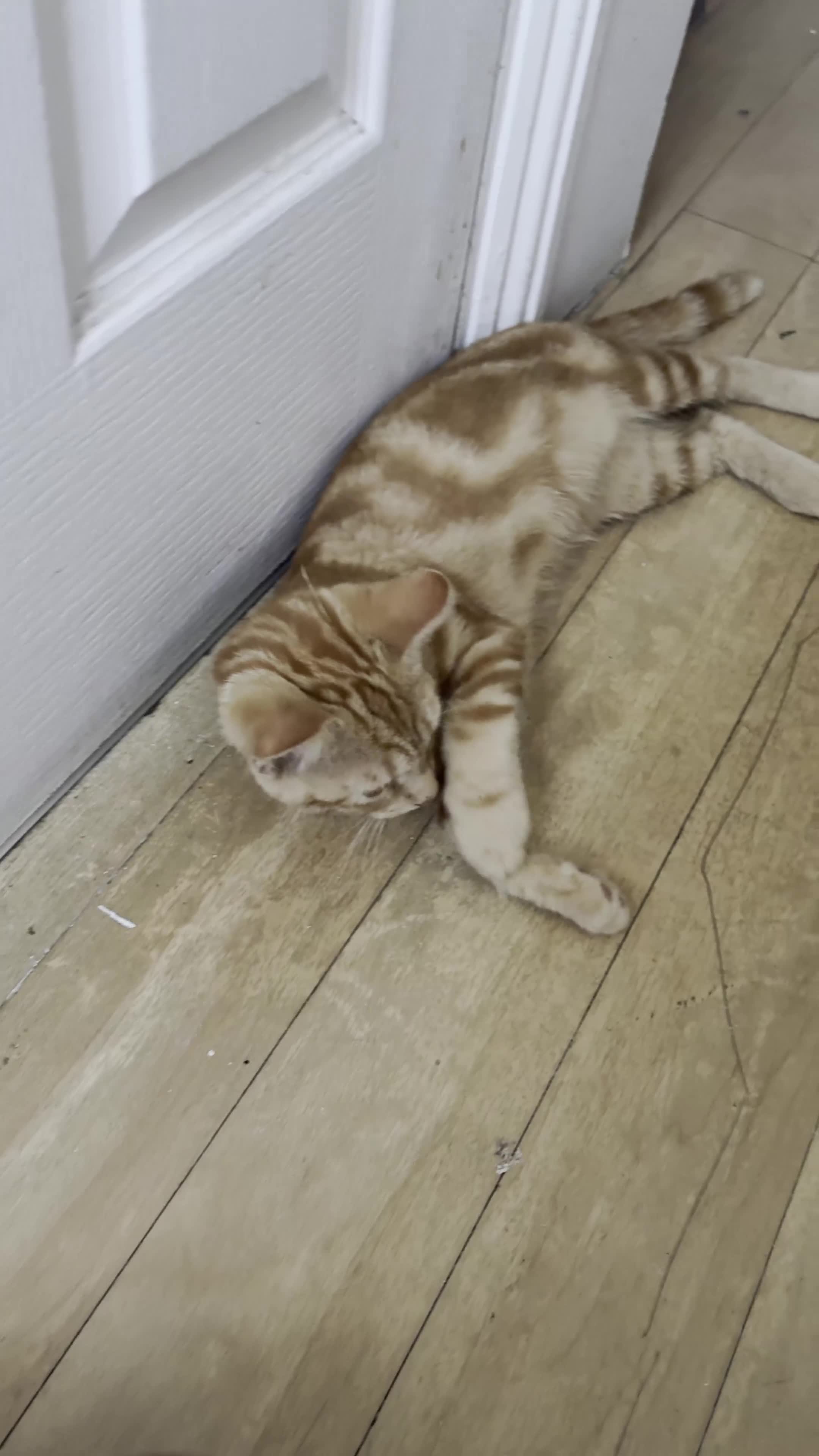 Domestic Shorthair cats for sale: Ash & Cody  - Video 1