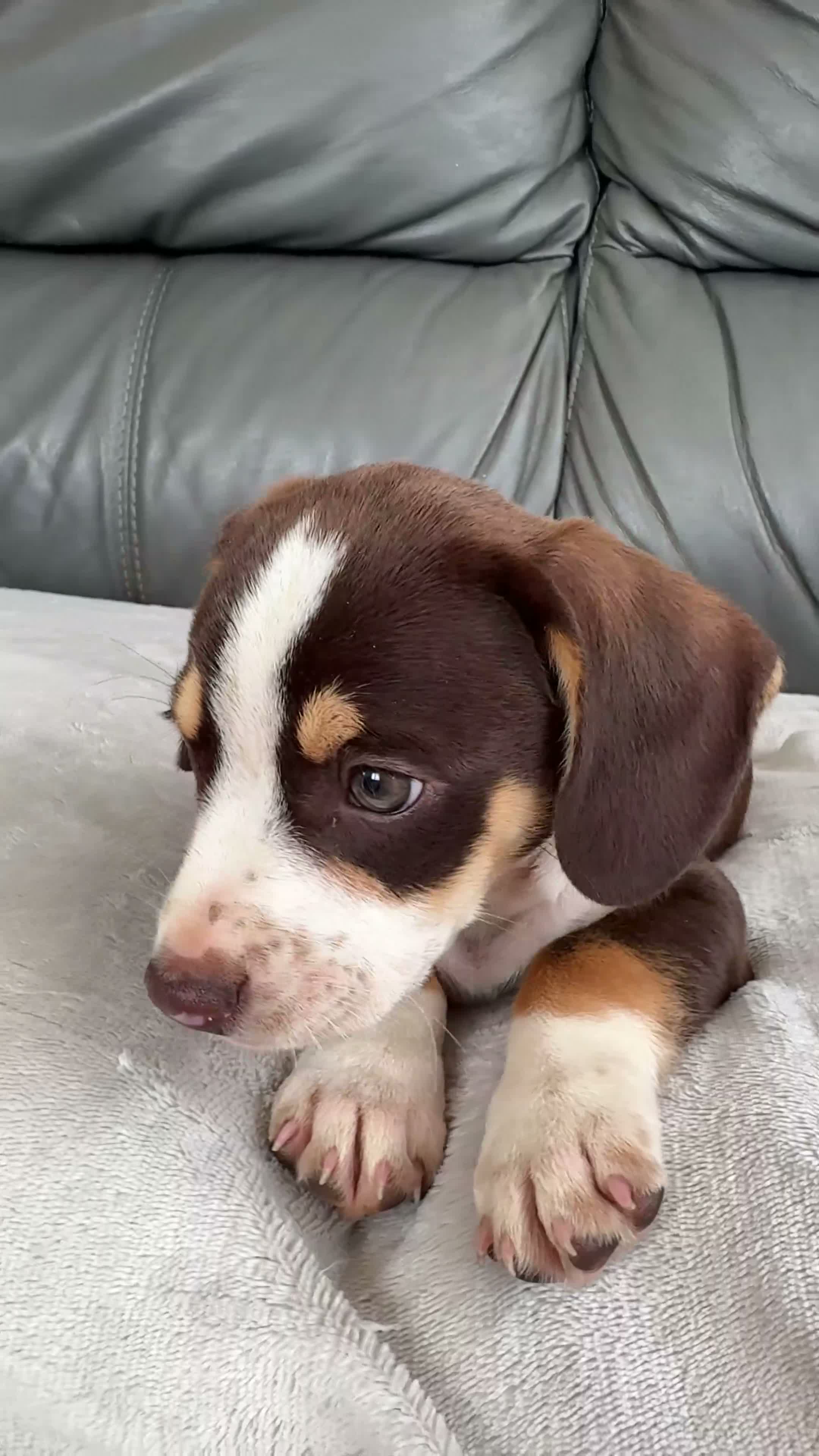 Mixed Breed dogs for sale: CHI SPANIEL PUPPIES READY 5th SEP - Video 1