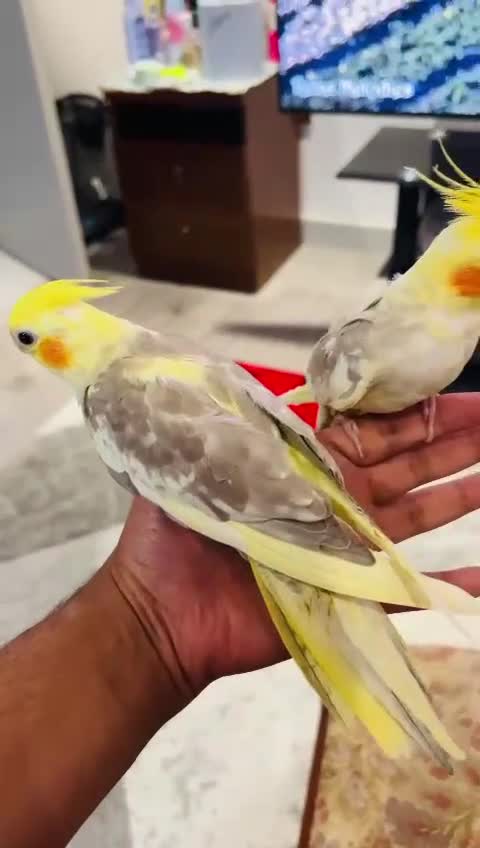 Cockatiels birds for sale: Tame cockatiels for New Home - Video 1
