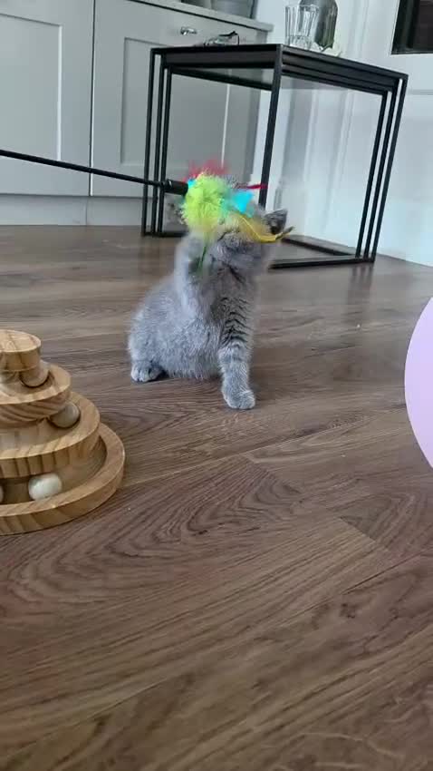 British Shorthair cats for sale: 🧸Teddy Bear Lilac/Blue British Shorthair Kittens✨ - Video 4