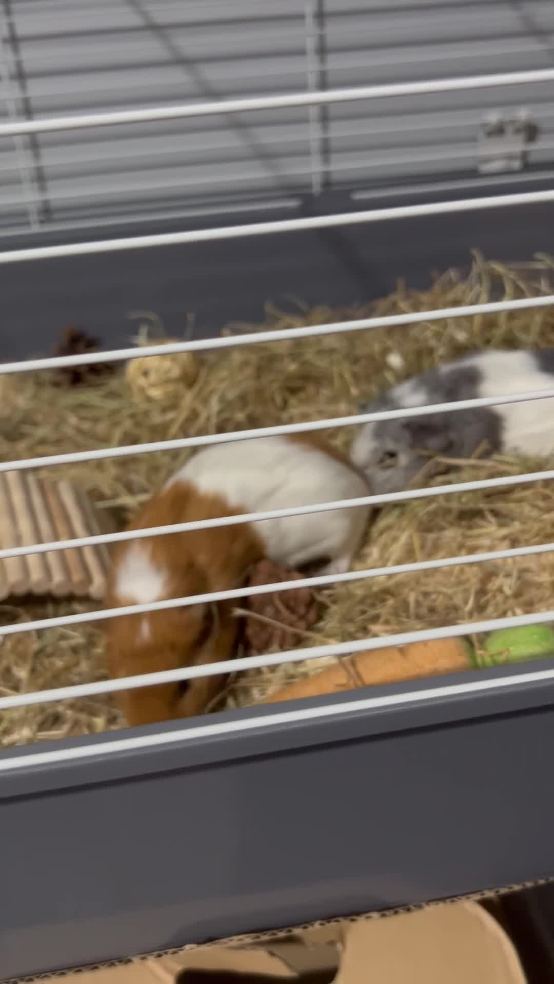 Guinea Pig rodents for sale: Two males for sale  - Video 1