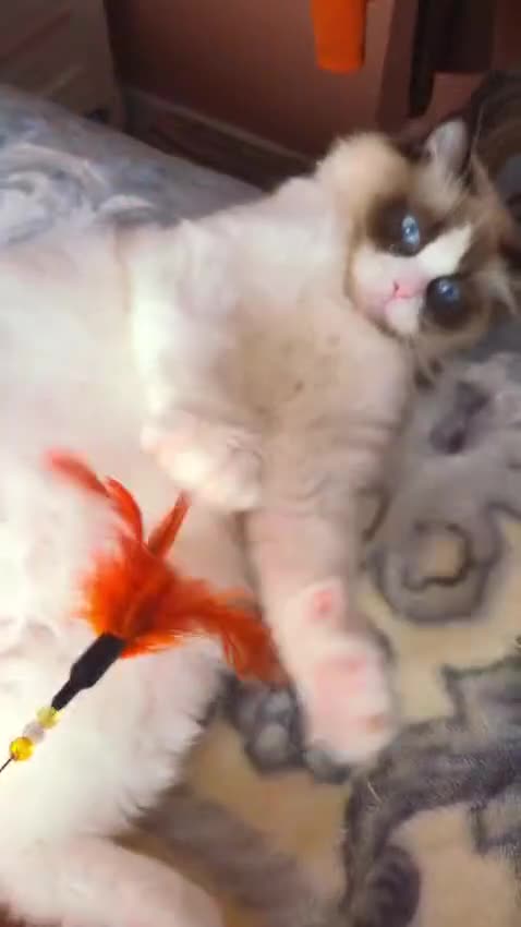 Ragdoll cats for sale: ✨ Exceptional Ragdolls,a distinguished lineage ✨ - Video 3
