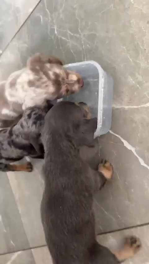 Miniature Dachshund dogs for sale: Beautiful Miniatures  in Bradford - Video 1