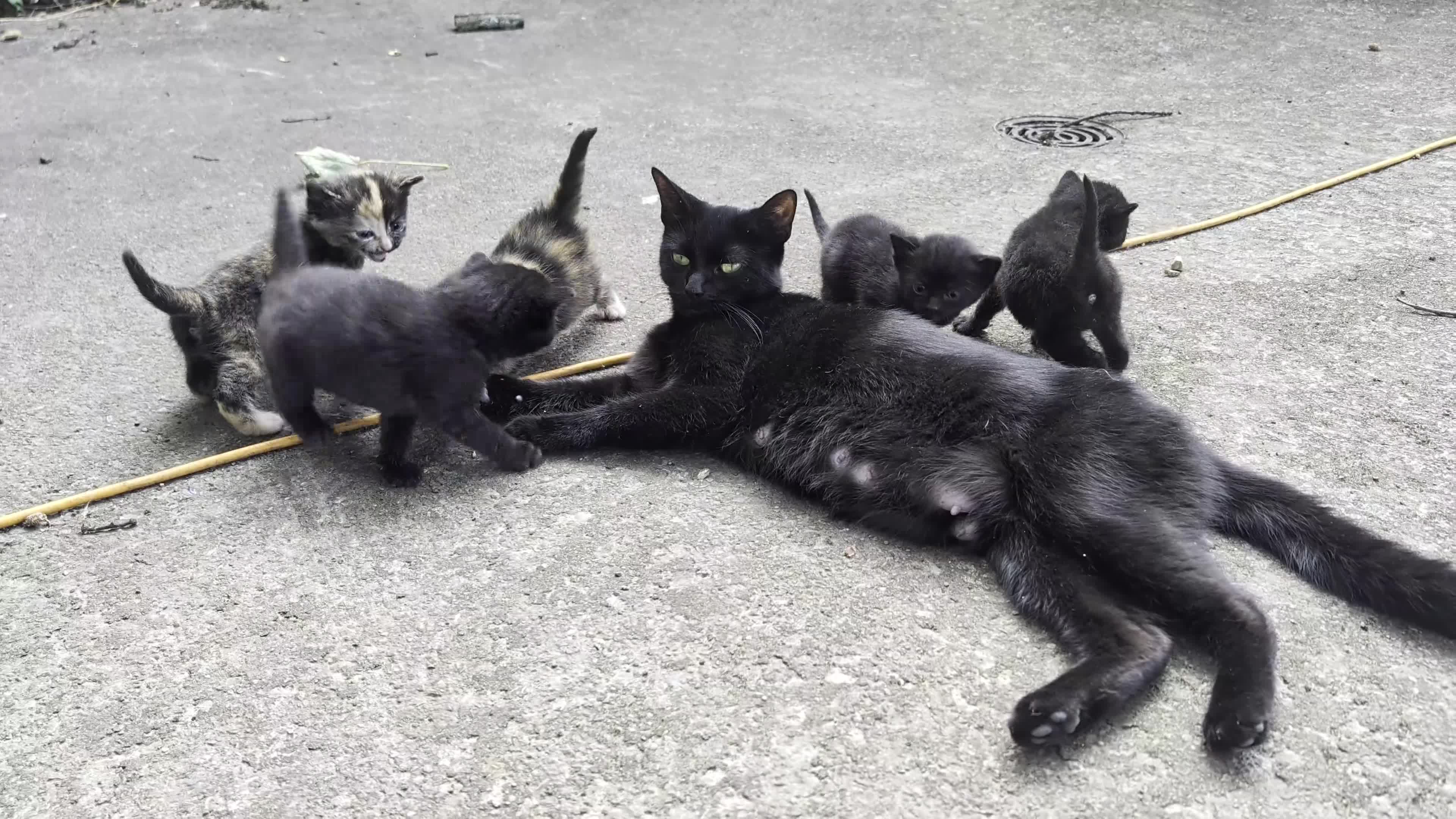 Mixed Breed cats for sale: 😺8 Stunning Tortoiseshell Kittens Finding Homes❤️ - Video 1