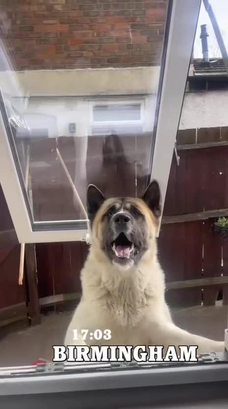 Akita dogs for stud: Ceaser the American Akita Ready for Stud - Video 1