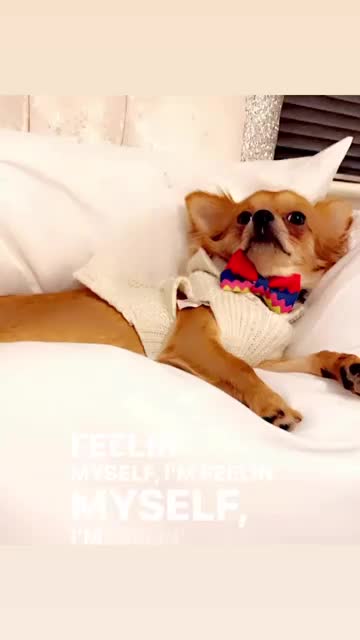 Chihuahua dogs for sale: Tessa  - Video 1