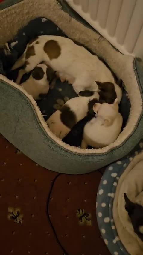 Chihuahua dogs for sale: Lovely Chihuahua Puppies looking for a Loving Home - Video 2