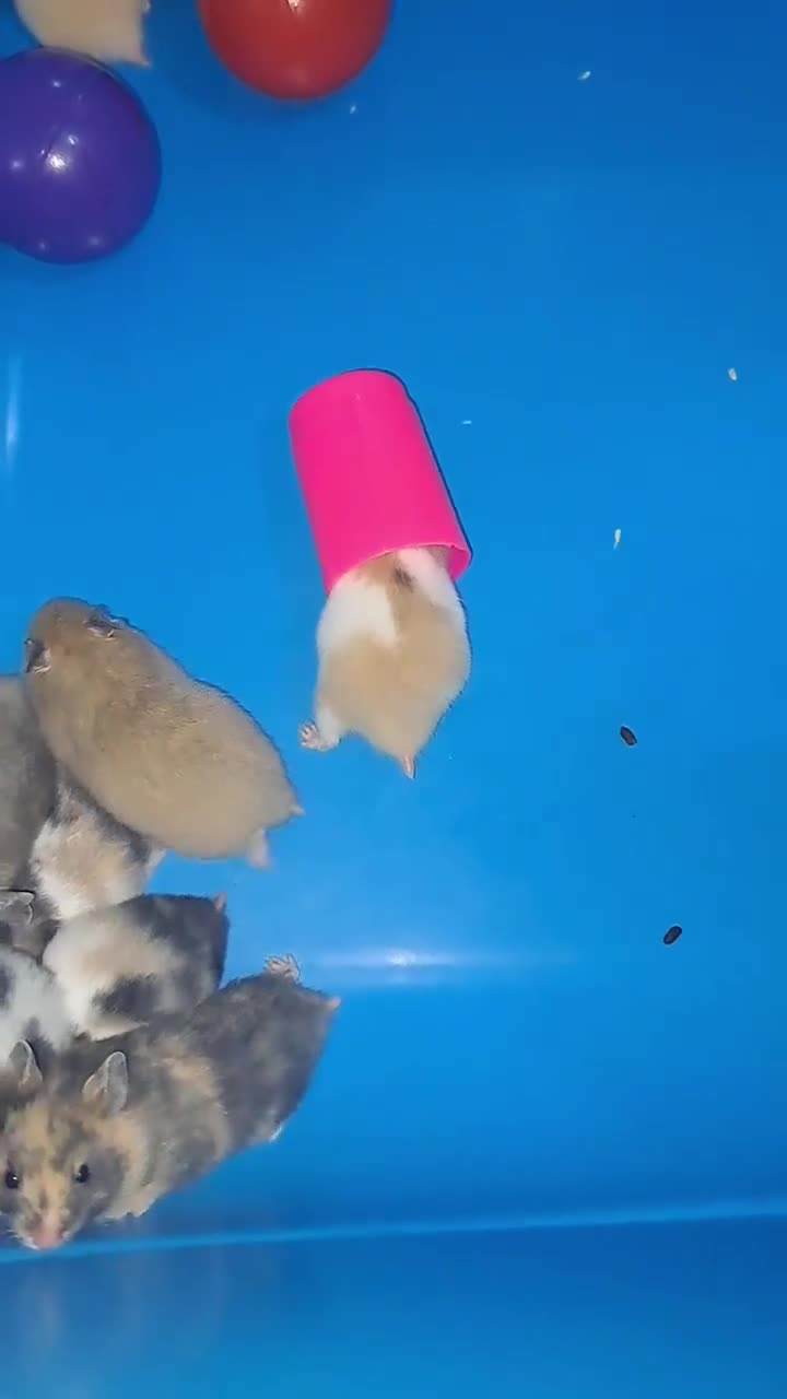 Hamster rodents for sale: Sirian hamsters - Video 3
