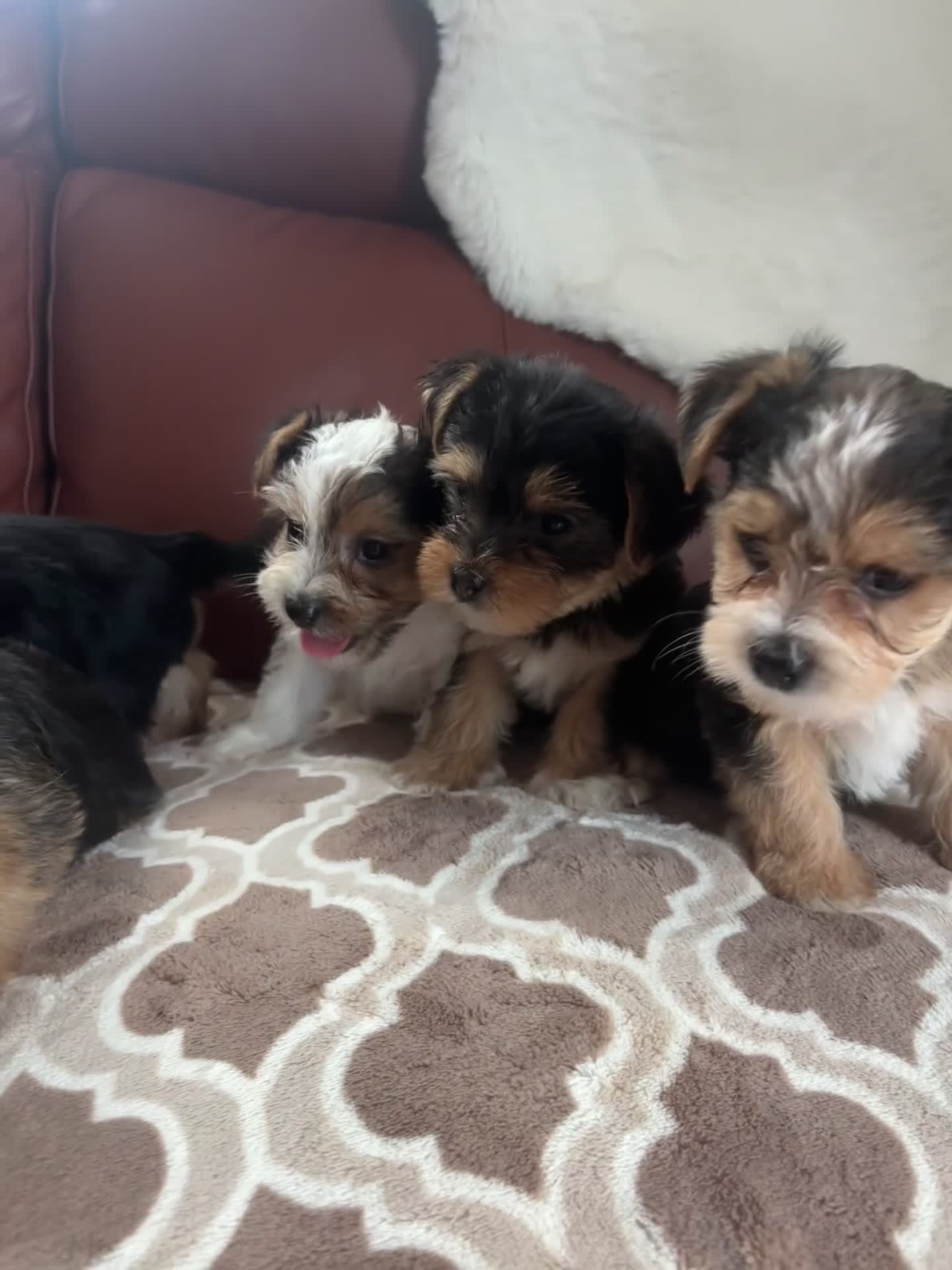 Mixed Breed dogs for sale: Yorkshire terrier/Jack Russell - Video 1