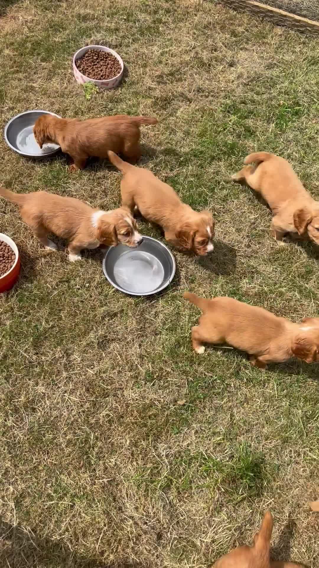 Cocker Spaniel dogs for sale: OFTW Kc working cocker spaniel pups  - Video 1