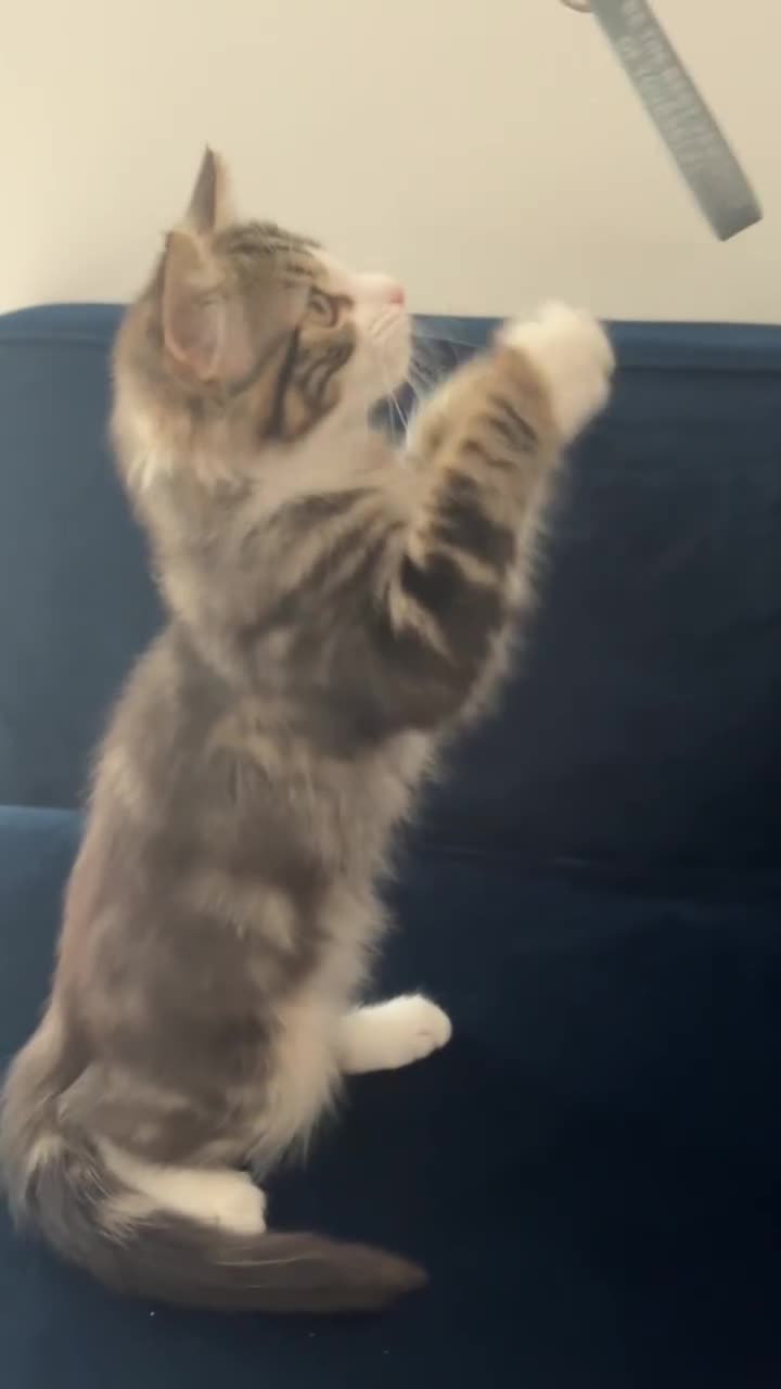 Mixed Breed cats for sale: Adorable 3 m/o kitten looking for a loving home - Video 1