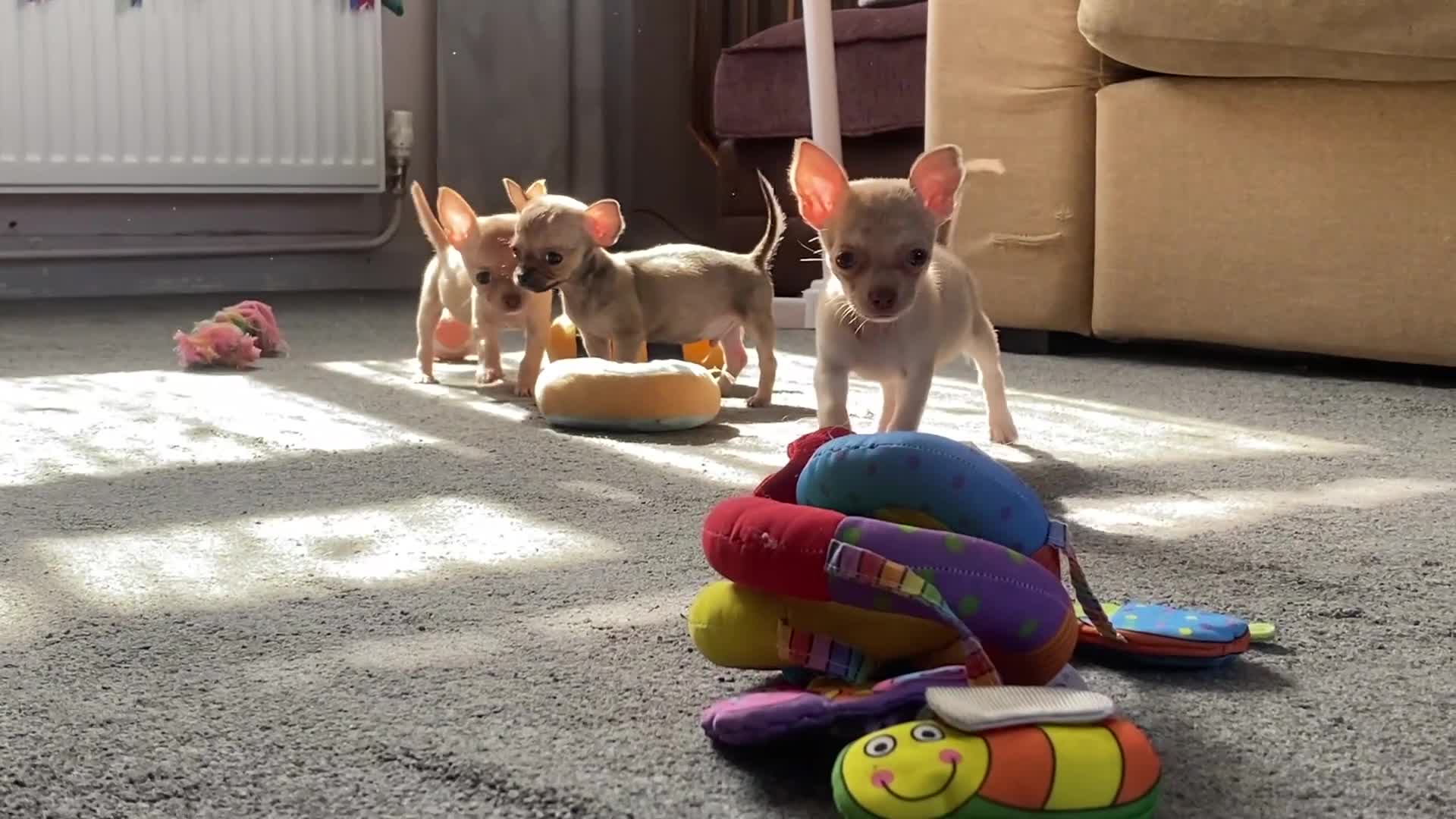Chihuahua dogs for sale: Ready now Just two boys left. vet checked 1st vac - Video 1
