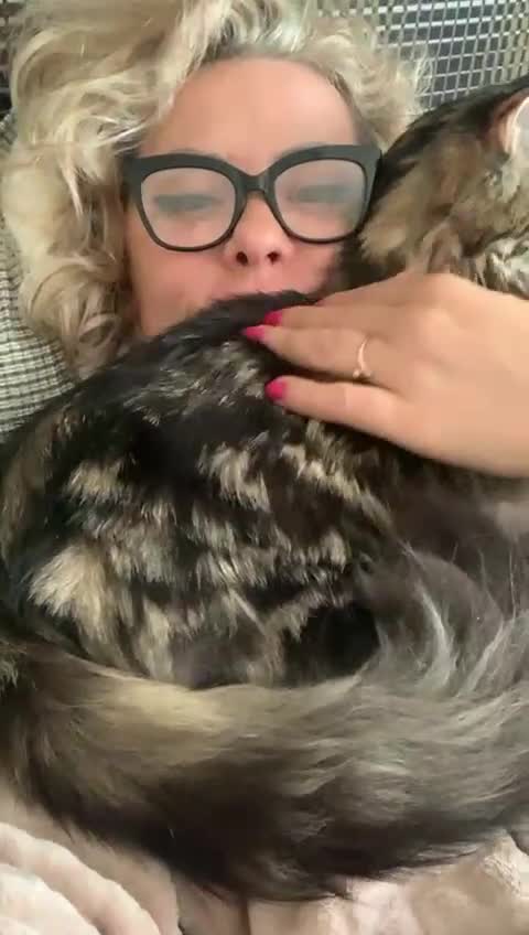 Mixed Breed cats for sale: Maine Coon Mixed Kittens Tabby & Tuxedo Richmond - Video 1