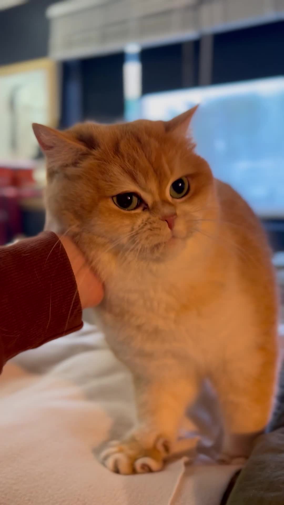 British Shorthair cats for sale: Active queens to pet hobby breeder ONLY  - Video 1