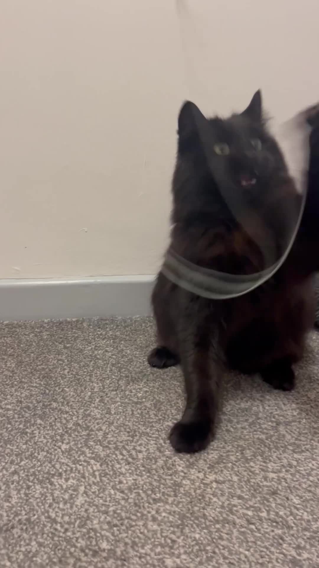 Domestic Shorthair cats for sale: Sweet shy girl looking for a new loving home . - Video 1