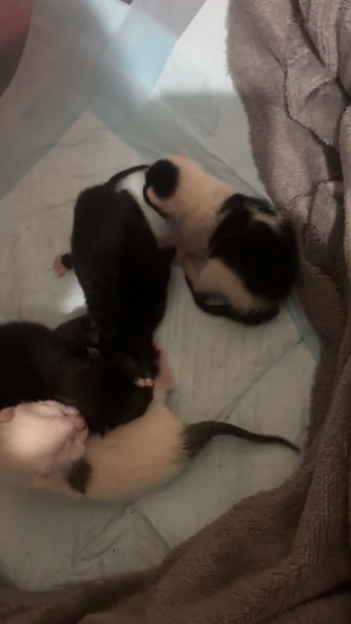 Mixed Breed cats for sale: kittens for sale not ready to leave yet - Video 1