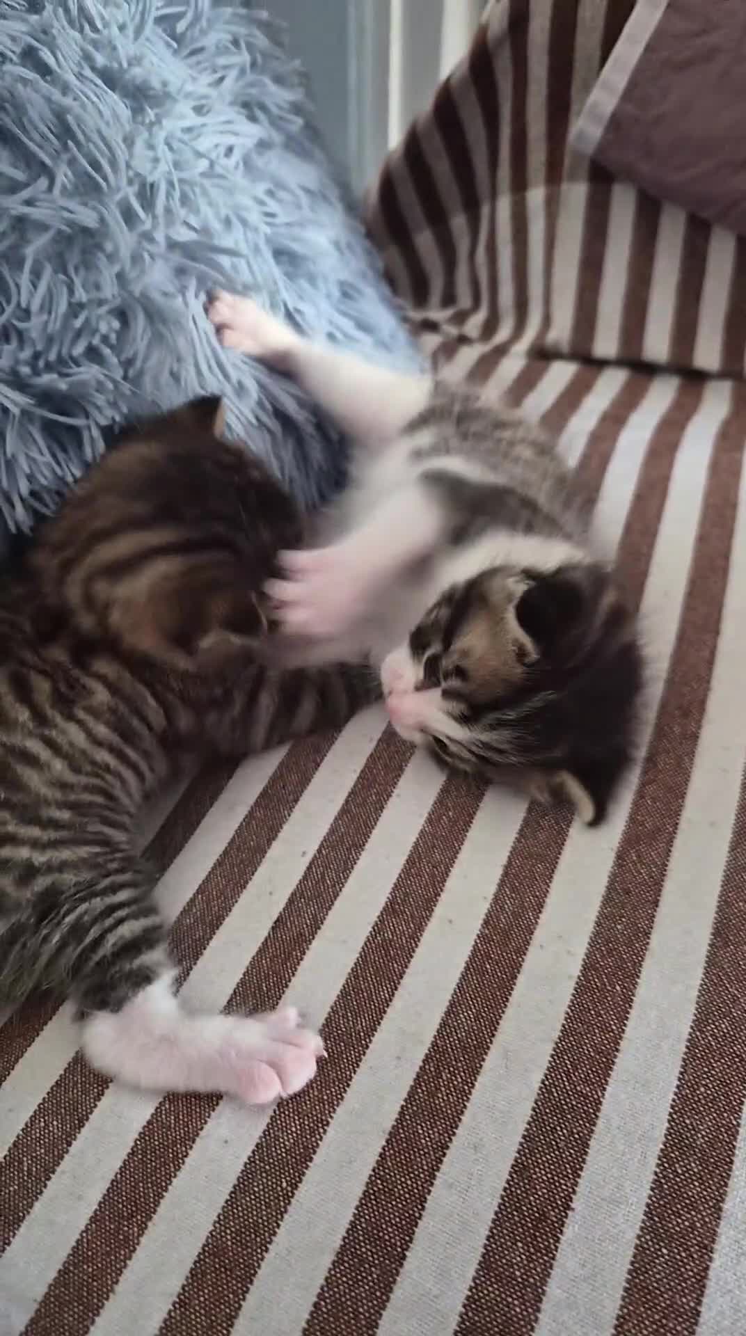 Mixed Breed cats for sale: Adorable and Playfull Kittens  - Video 1