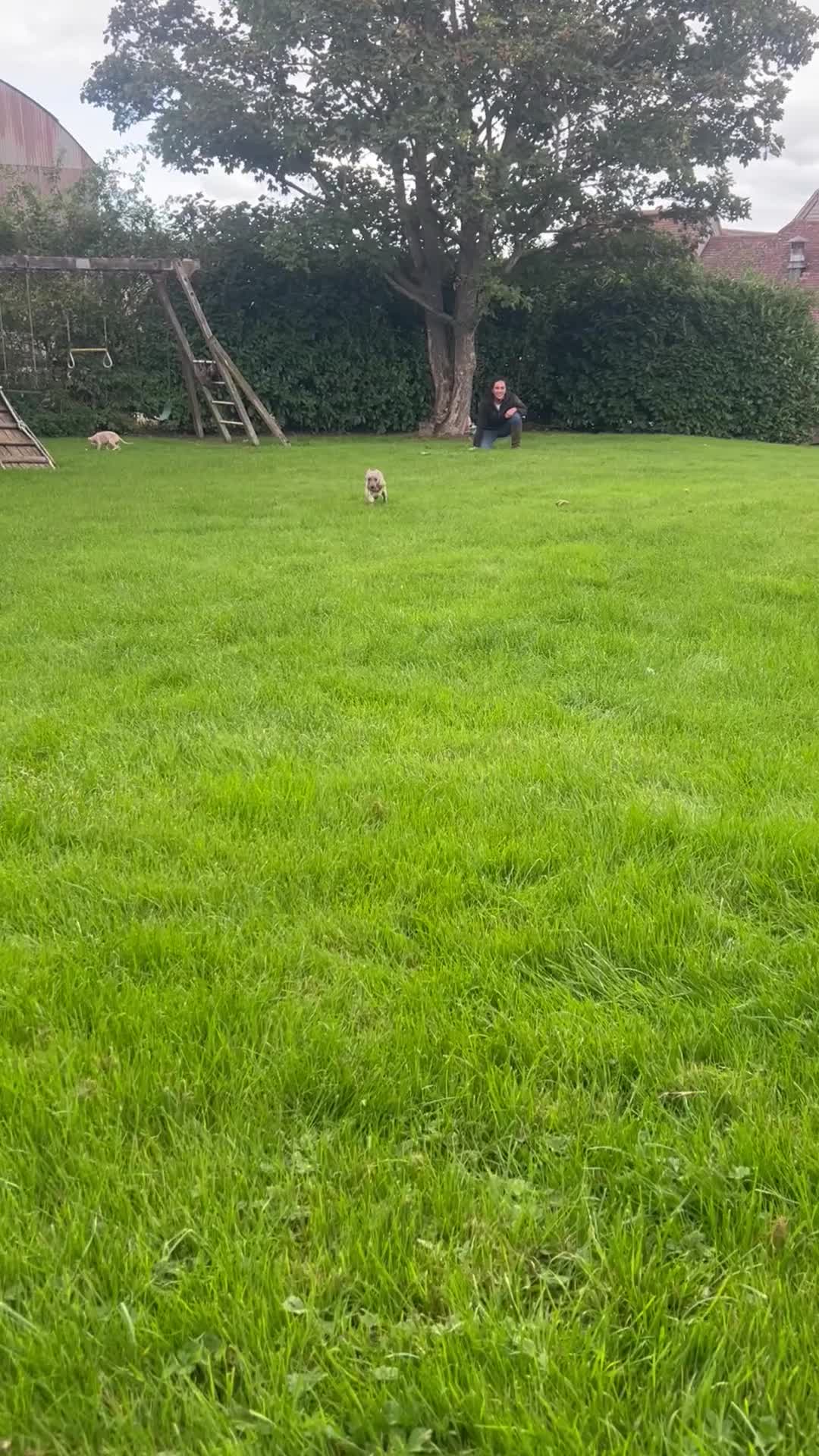 Whippet dogs for sale: KC Registered Whippet Puppies 🐶  - Video 2