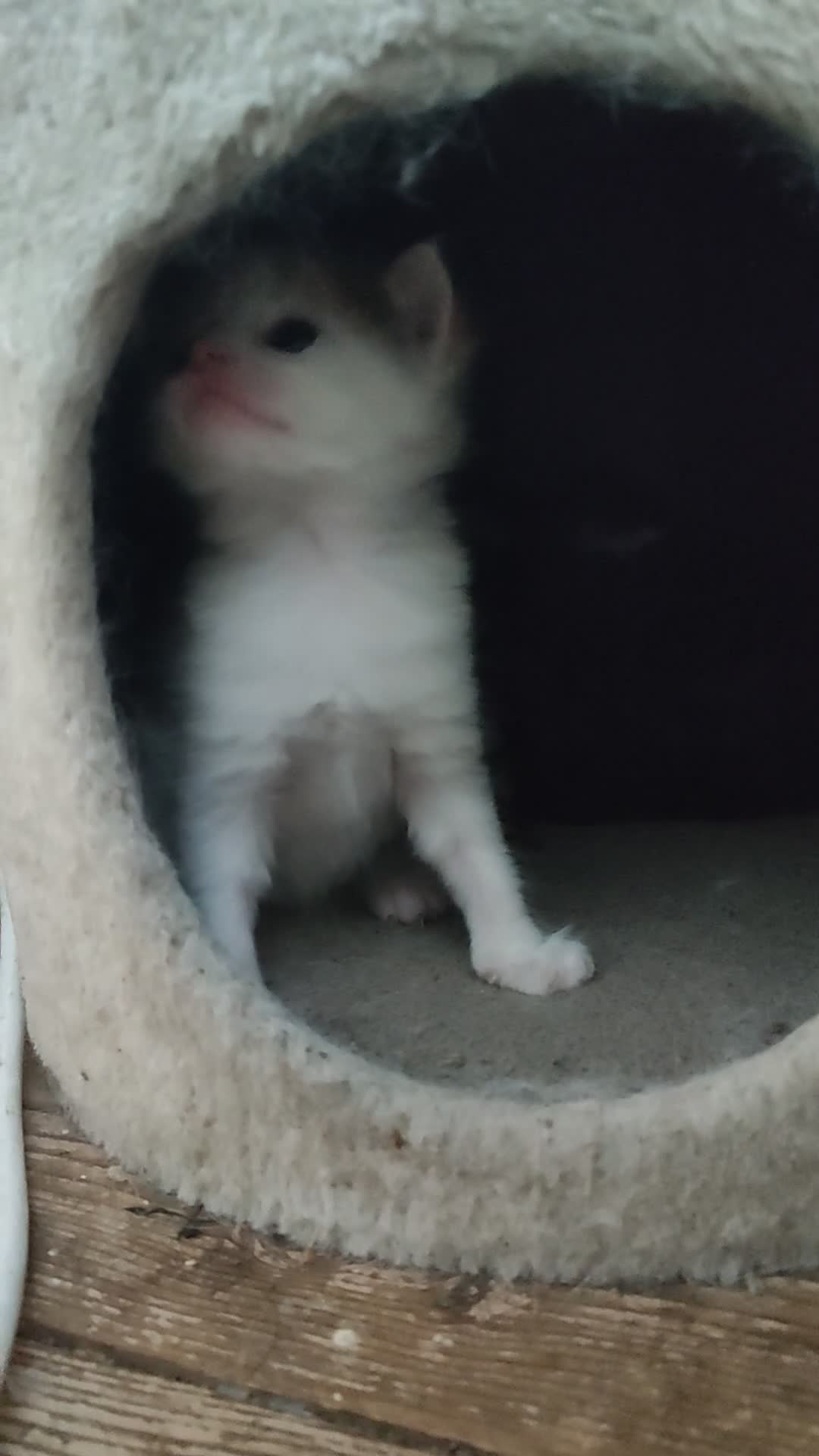 Mixed Breed cats for sale: 3 gorgeous kittens looking for forever home - Video 2