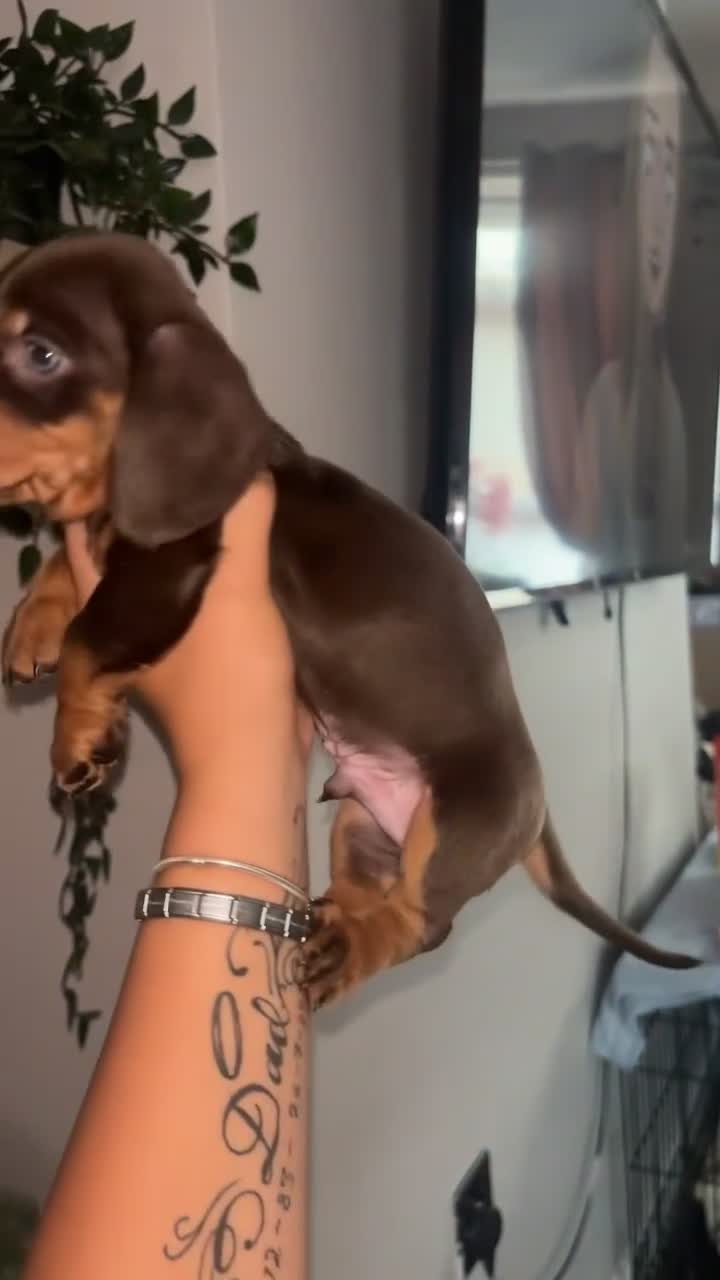 Dachshund dogs for sale: Beautiful dachshunds boy - Video 1