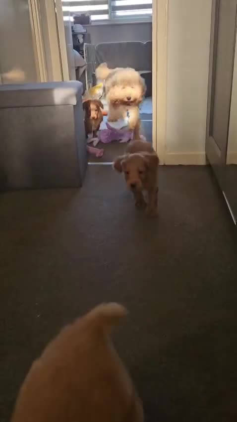 Cockapoo dogs for sale: Gorgeous cockapoo puppies, 2 boys and 2 girls - Video 4