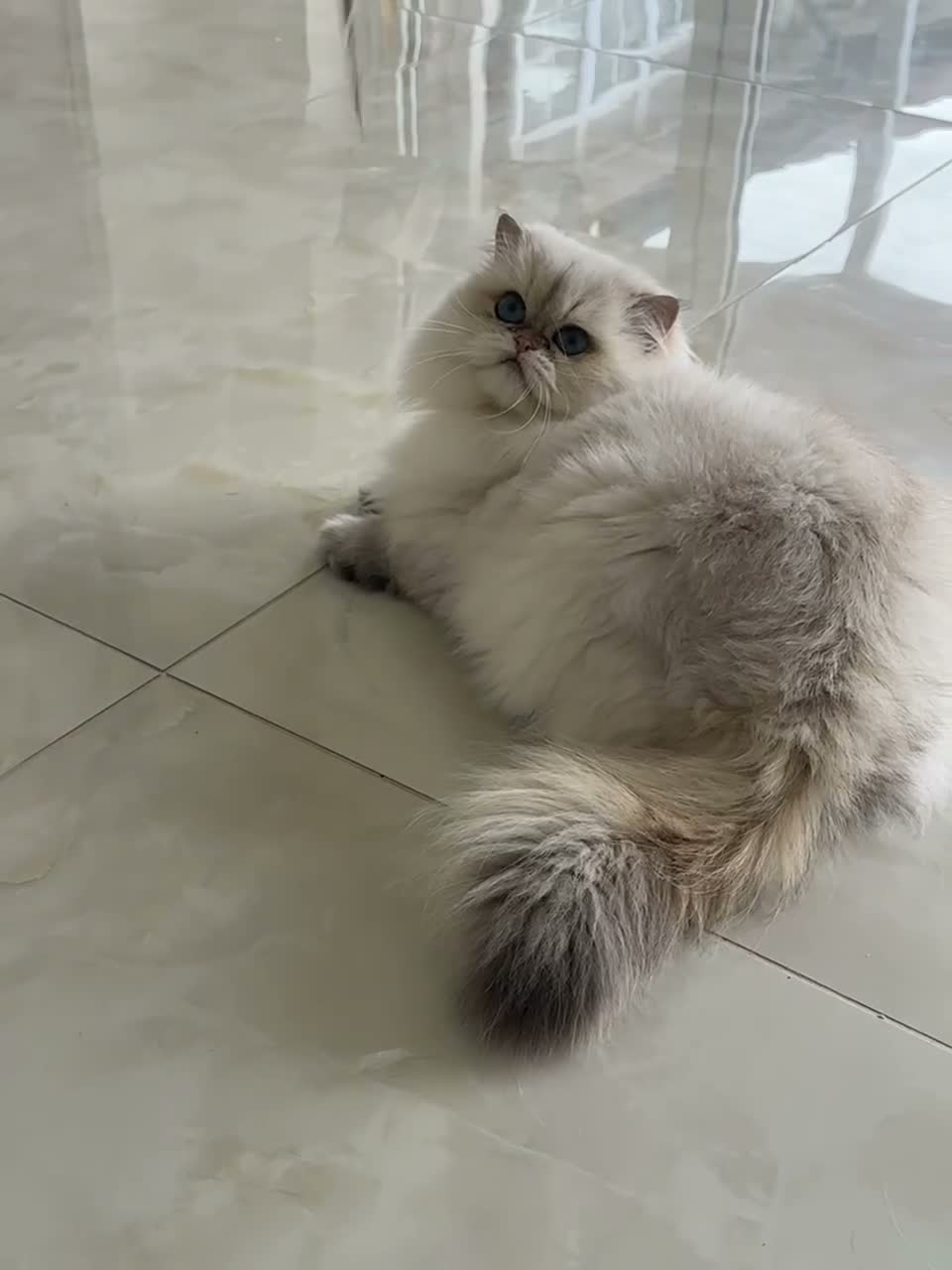British Longhair cats for stud: Golden Point British Longhair Stud(Limited Time!) - Video 1