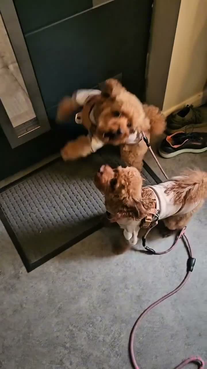 Cavapoo dogs for sale: Cavapoo DNA clear last boy left  - Video 1