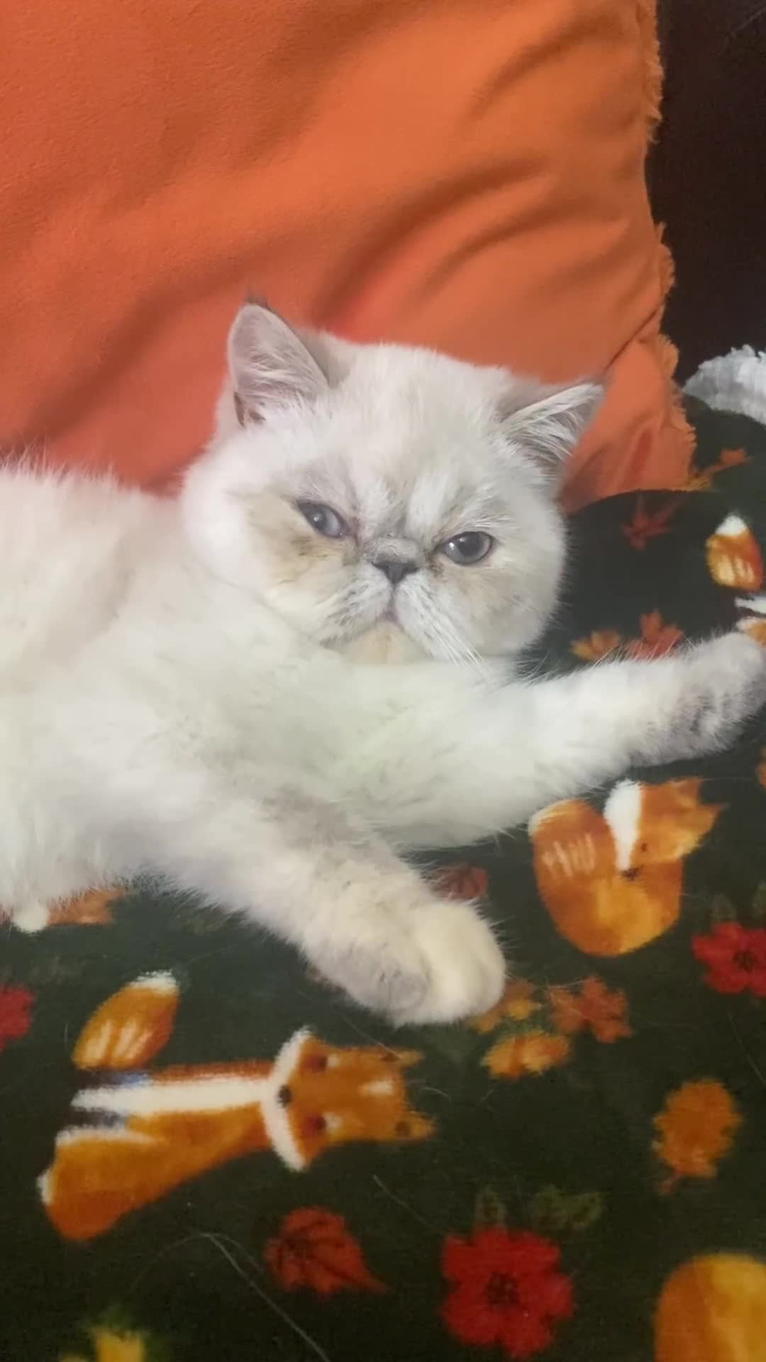 Persian cats for sale: GCCF reg Persian Exotic Exceptional kitten - Video 1