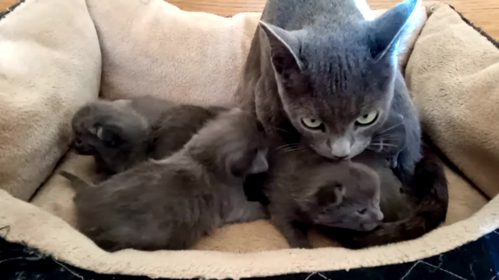 Russian Blue cats for sale: Pure Russian Blue kittens 2 boys one girl - Video 1