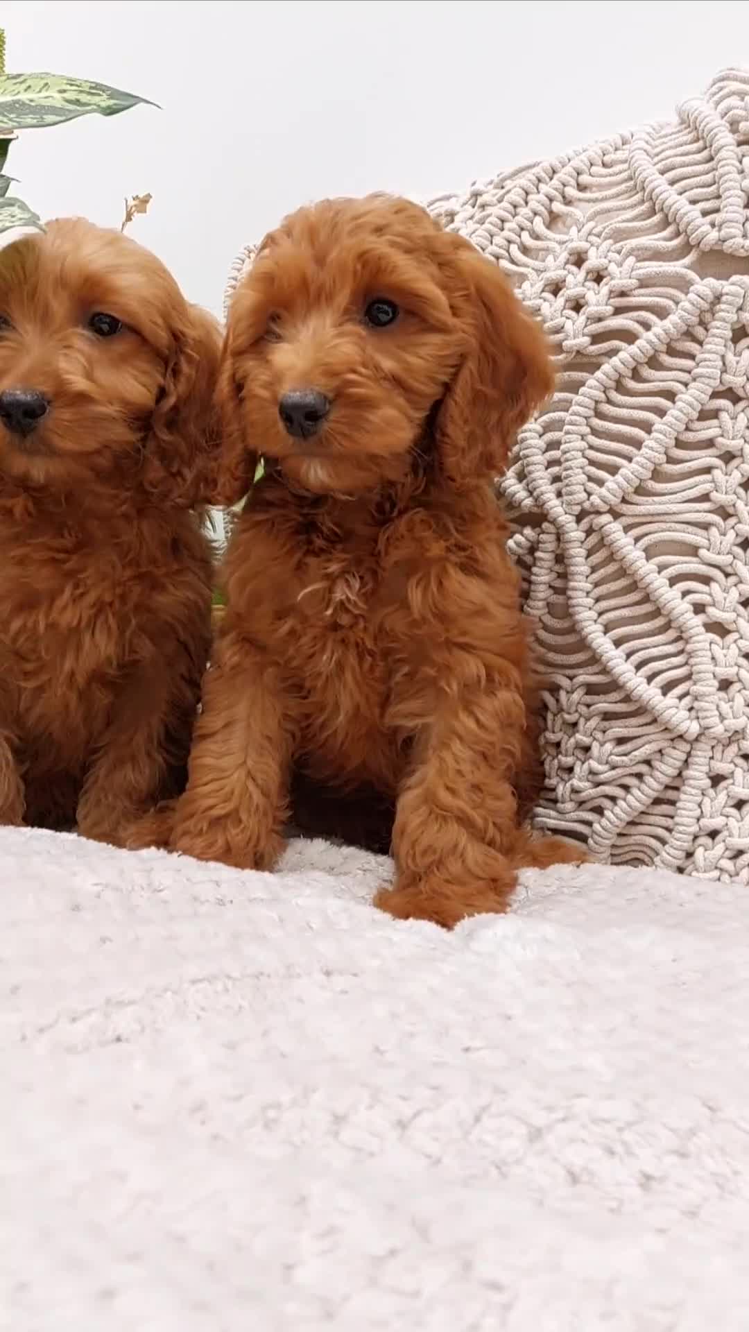 Cavapoo dogs for sale:  Extensively Health Tested Fox Red Toy Cavapoo - Video 2