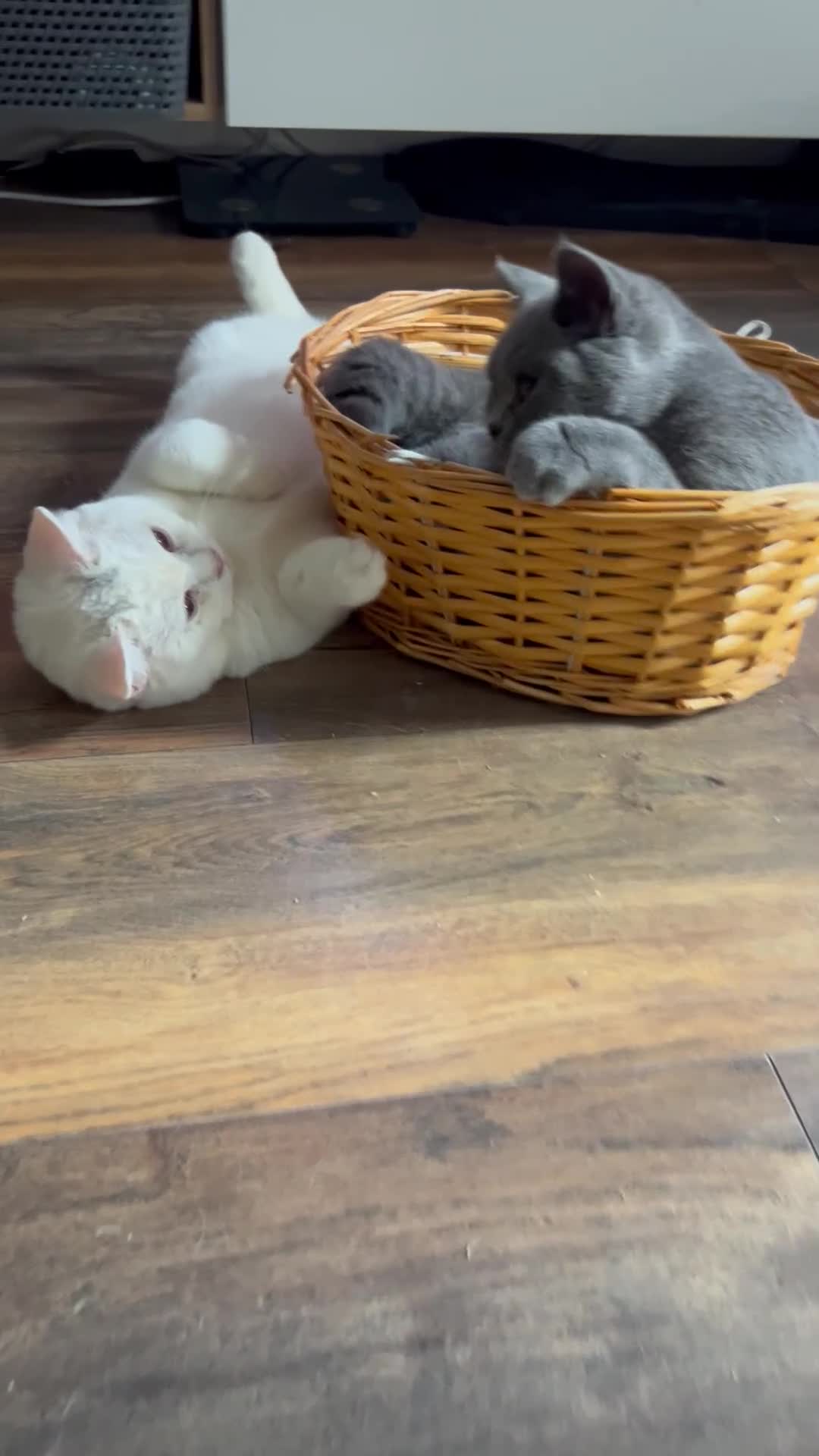 British Shorthair cats for sale: LAST 1  BSH WHITE  BOY GCCF REGISTERED!!!!! - Video 1