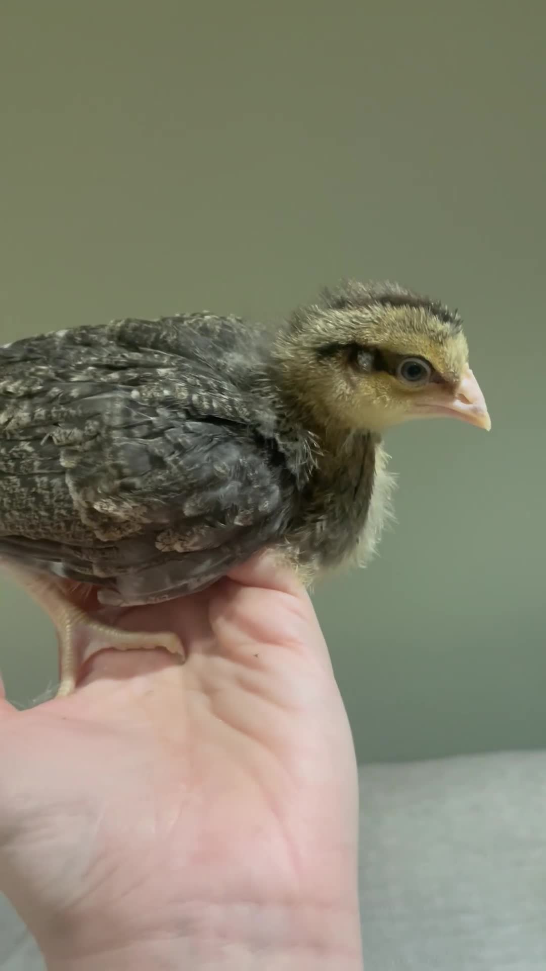 Chickens poultry for sale: 4 week old Cream Legbar (female)  - Video 1