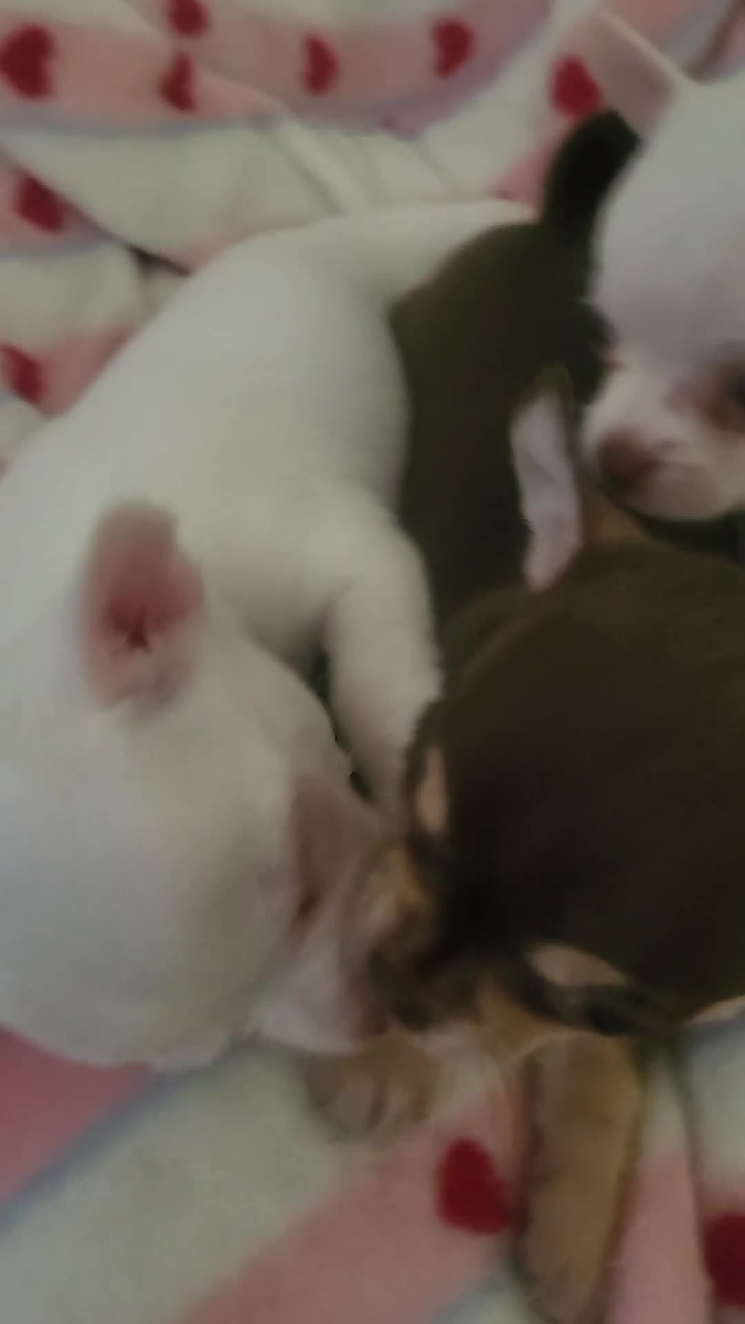 Chihuahua dogs for sale: Beautiful kc chihuahua puppys - Video 1