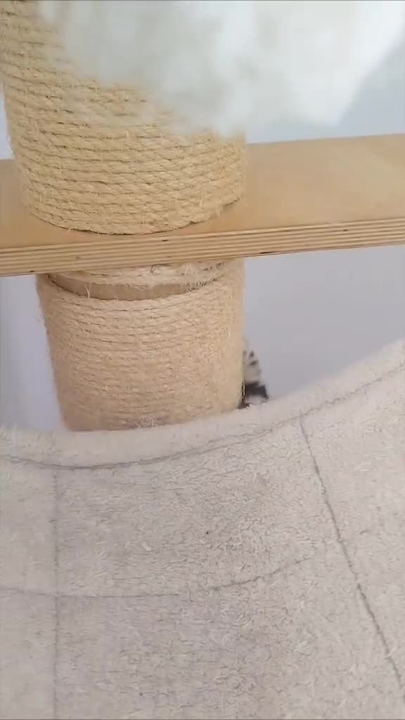 Mixed Breed cats for sale: Cute little Boy looking for forever home. - Video 1