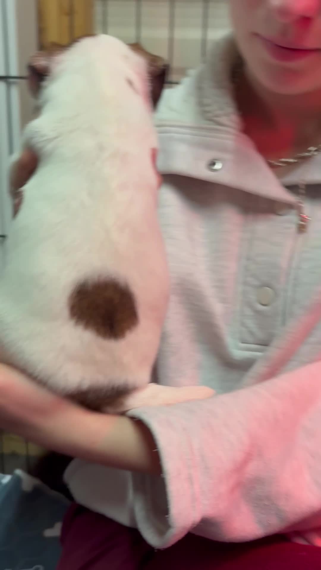 Parson Russell dogs for sale: Exceptional litter of Parson Russell Terrier Pups  - Video 3