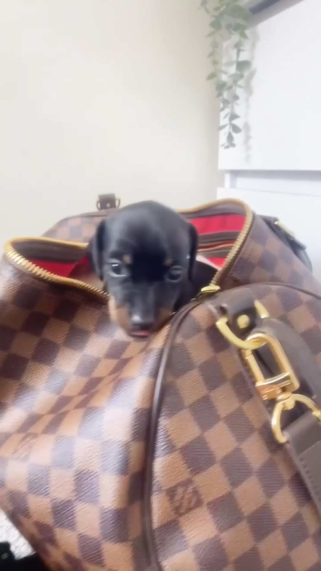 Dachshund dogs for sale: 3 dachshund puppies  - Video 3