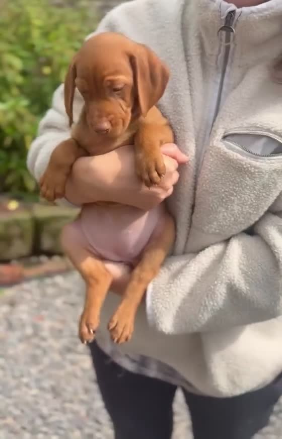 Hungarian Vizsla dogs for sale: Smooth haired Hungarian vizsla puppies  - Video 3
