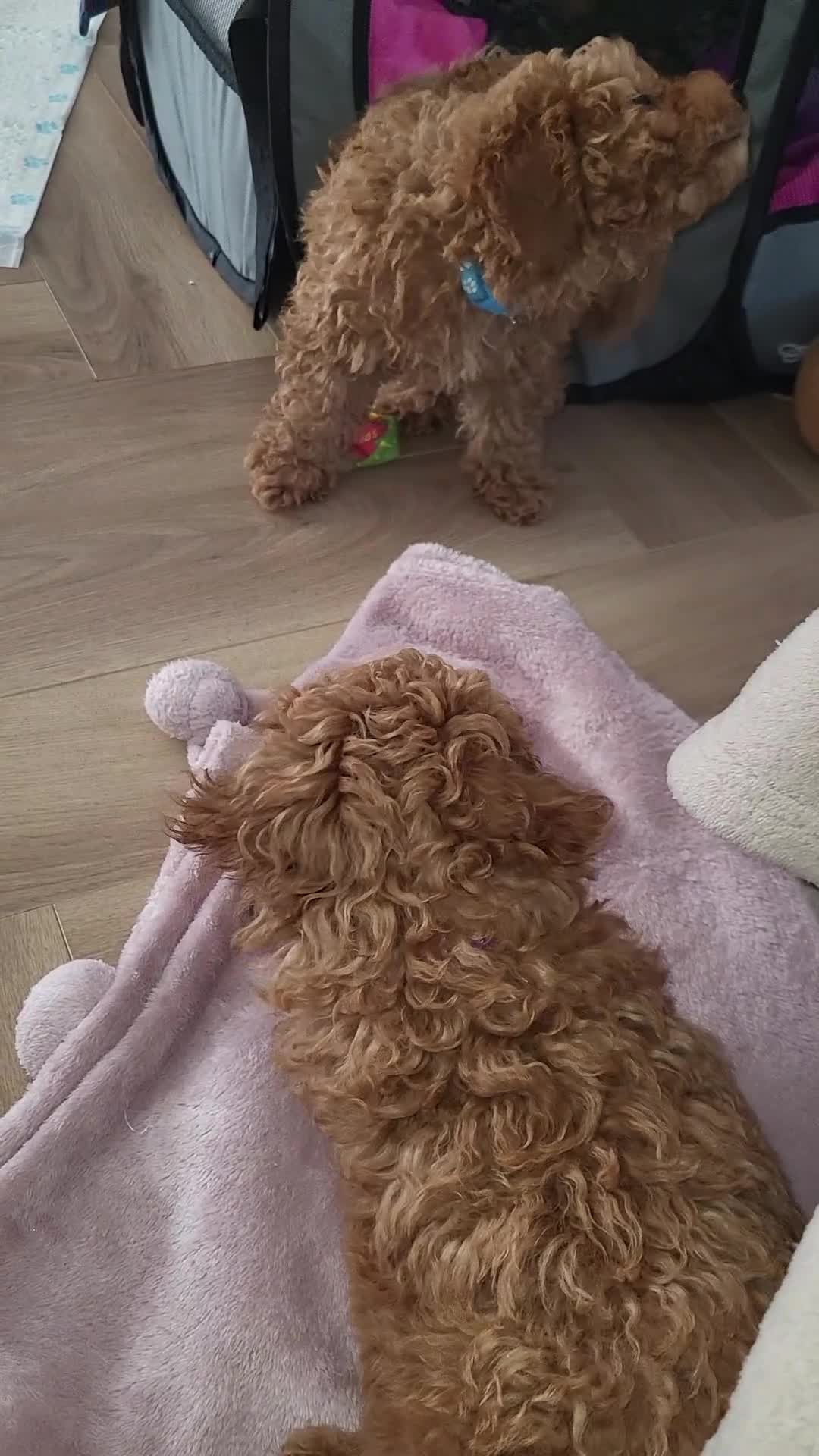 Maltipoo dogs for sale: Maltipoo  - Video 1