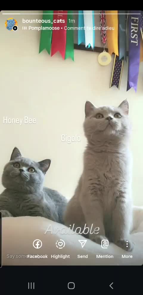 British Shorthair cats for sale: Impressive Pedigree BSH Kittens  - Video 3