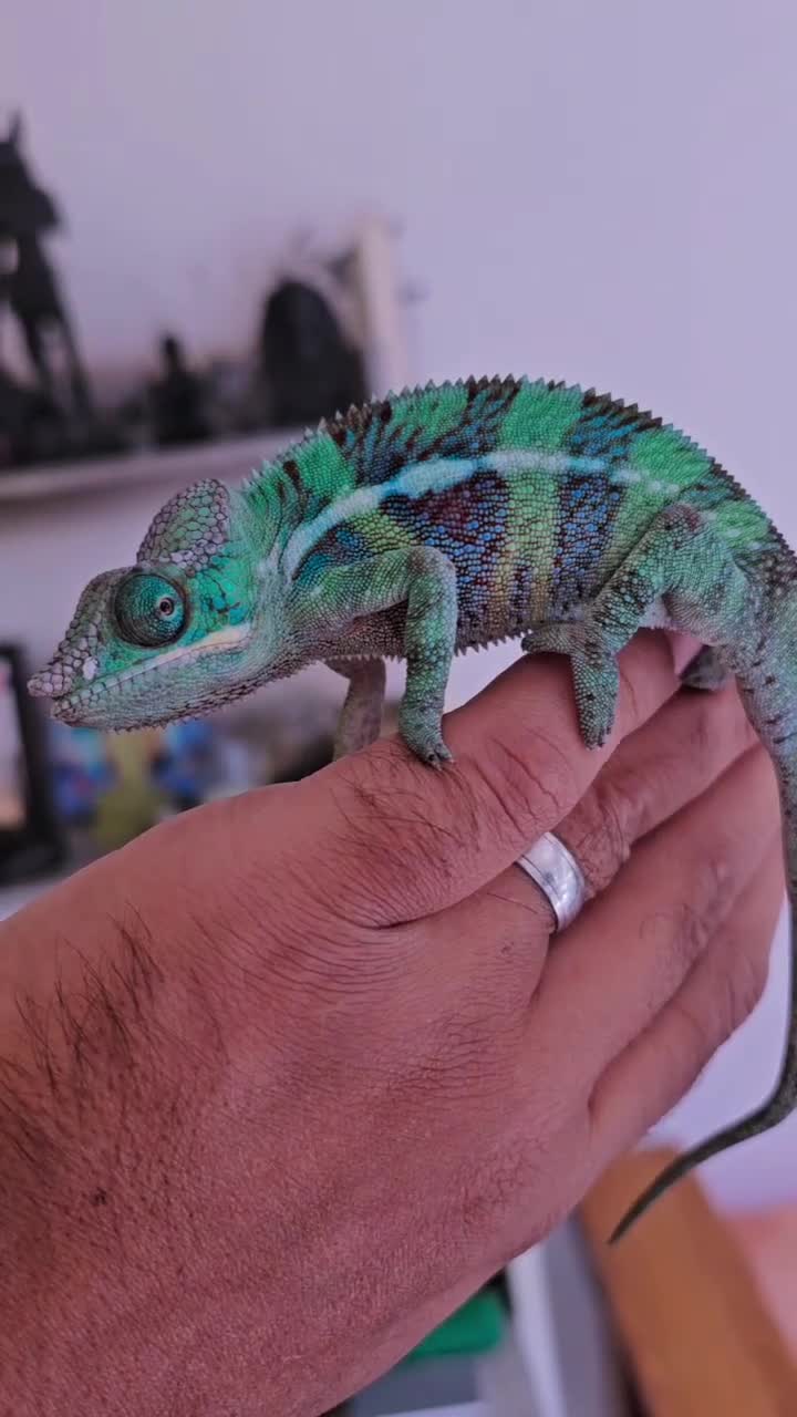 Chameleon reptiles for sale: Blue Ambanja Panther chameleons  - Video 1