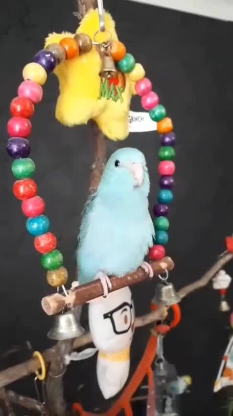 Parrots birds for sale: Female parrotlet - Video 1