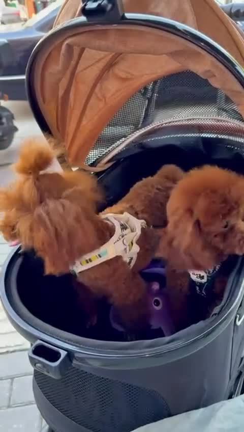 Poodle dogs for sale: Stunning Asian poodle for sale 🤩 - Video 5