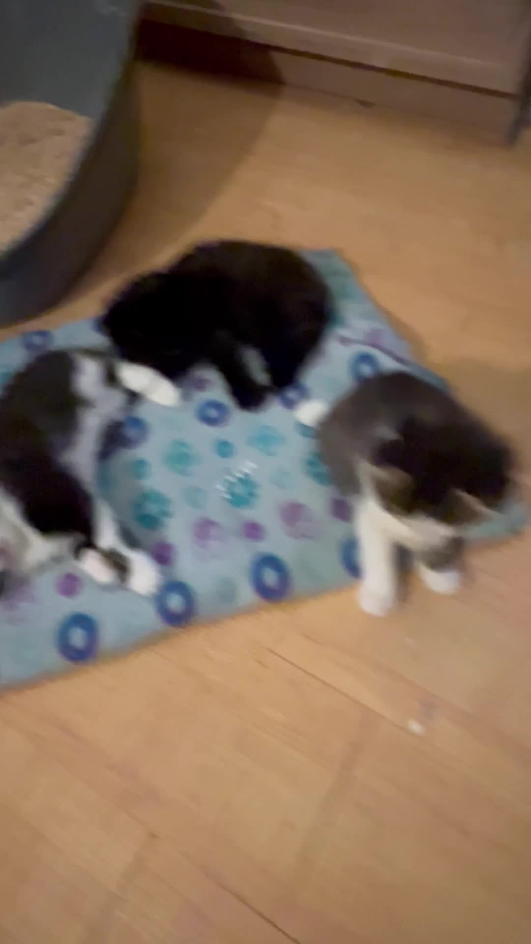 Mixed Breed cats for sale: 3 adorable kittens  - Video 1