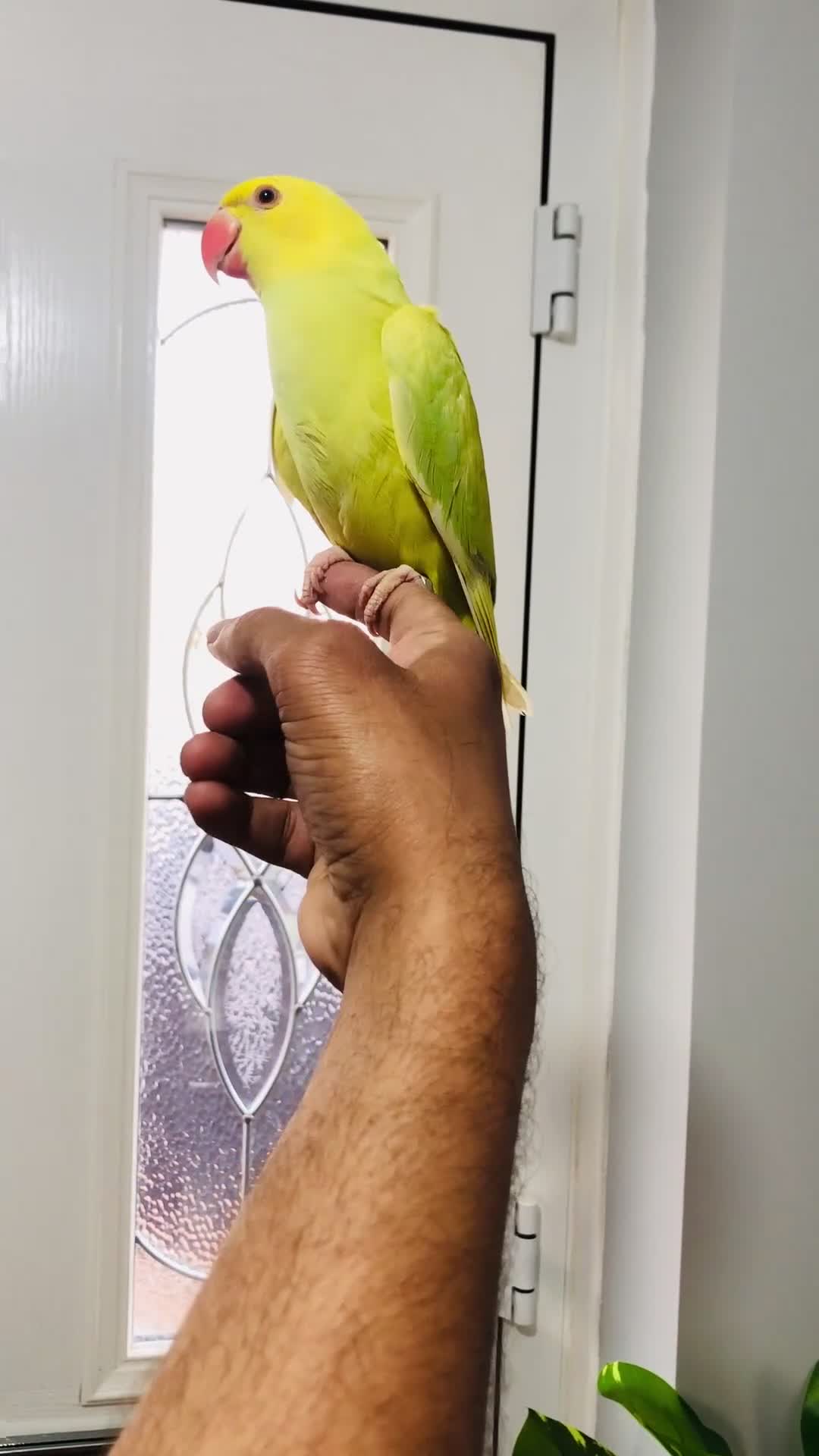 Ringnecks birds for sale: Beautiful coloured ringneck parrots for sale. - Video 1