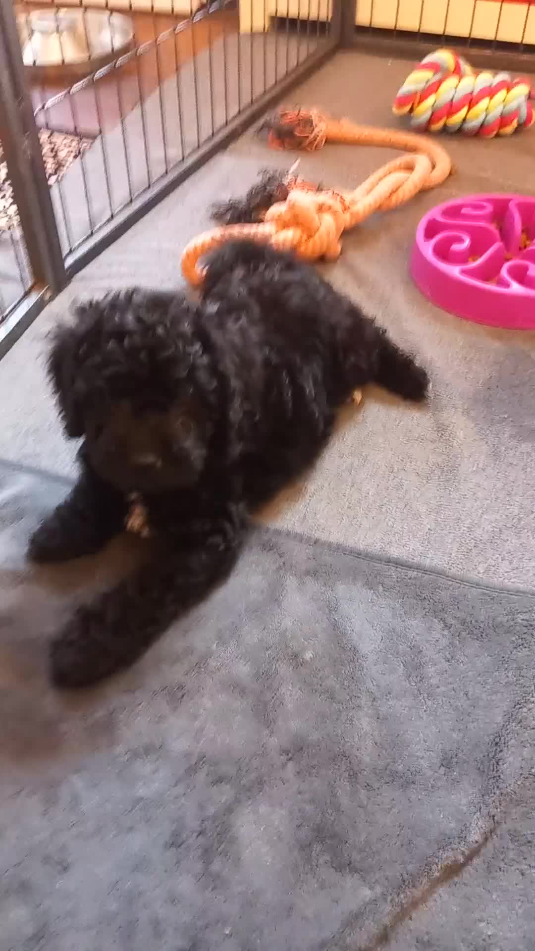 Cockapoo dogs for sale: Beautiful colourful Cockapoo puppies - Video 1