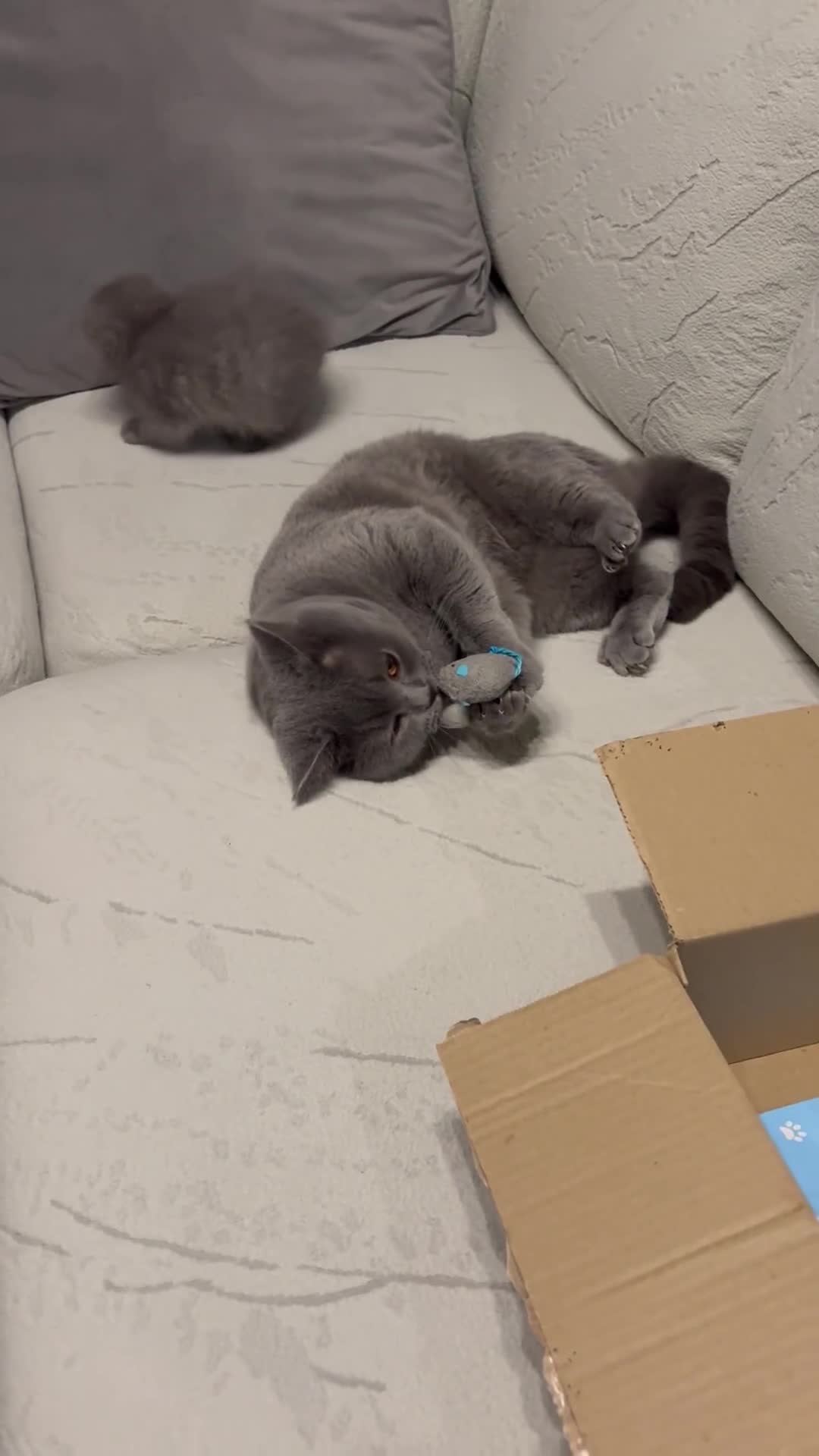 Scottish Fold cats for sale: Last Scottish Fold left - Video 5