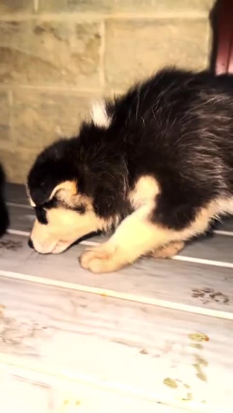 Siberian Husky dogs for sale: Adorable Black & Brown Husky Puppies –Great Price! - Video 3