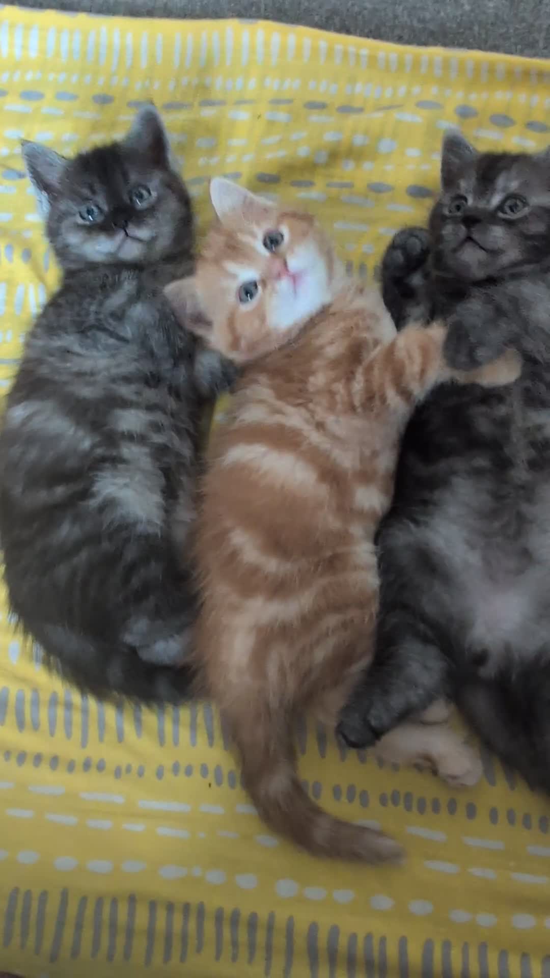 Persian cats for sale: Beautiful mixed Persian kitten 🐾 - Video 1